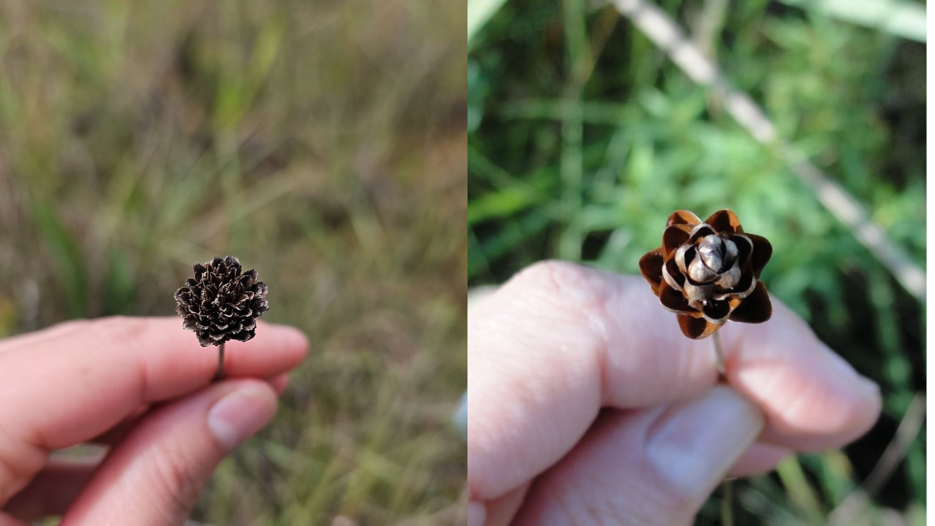 Conhece? Flor diferentona chama atenção por ‘desabrochar’ depois de secar; entenda como isso acontece