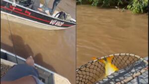 Coxinense pesca ‘barra de ouro’ de 1 metro e aproximadamente 18 kg em MS: ‘Bênção’