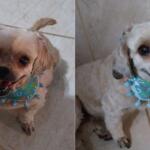 Viu a Sofia? Família oferece recompensa por cachorrinha desaparecida no Paulo Coelho