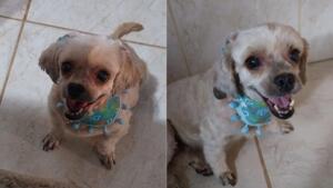 Viu a Sofia? Família oferece recompensa por cachorrinha desaparecida no Paulo Coelho