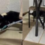 ‘Crio cachorro para matar’, diz mulher após gato ser perseguido e atacado em Bela Vista