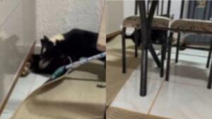 ‘Crio cachorro para matar’, diz mulher após gato ser perseguido e atacado em Bela Vista