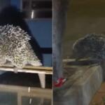 Visita inusitada: porco-espinho invade quintal e surpreende moradores no Coophavila II