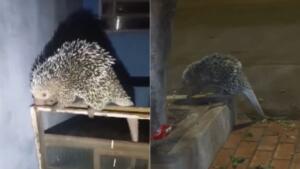 Visita inusitada: porco-espinho invade quintal e surpreende moradores no Coophavila II