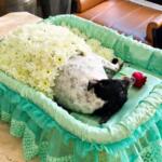 Em despedida marcada por amor, cachorrinha velada ao lado de tutores é cremada em Campo Grande
