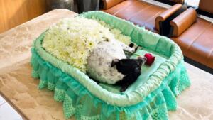 Em despedida marcada por amor, cachorrinha velada ao lado de tutores é cremada em Campo Grande