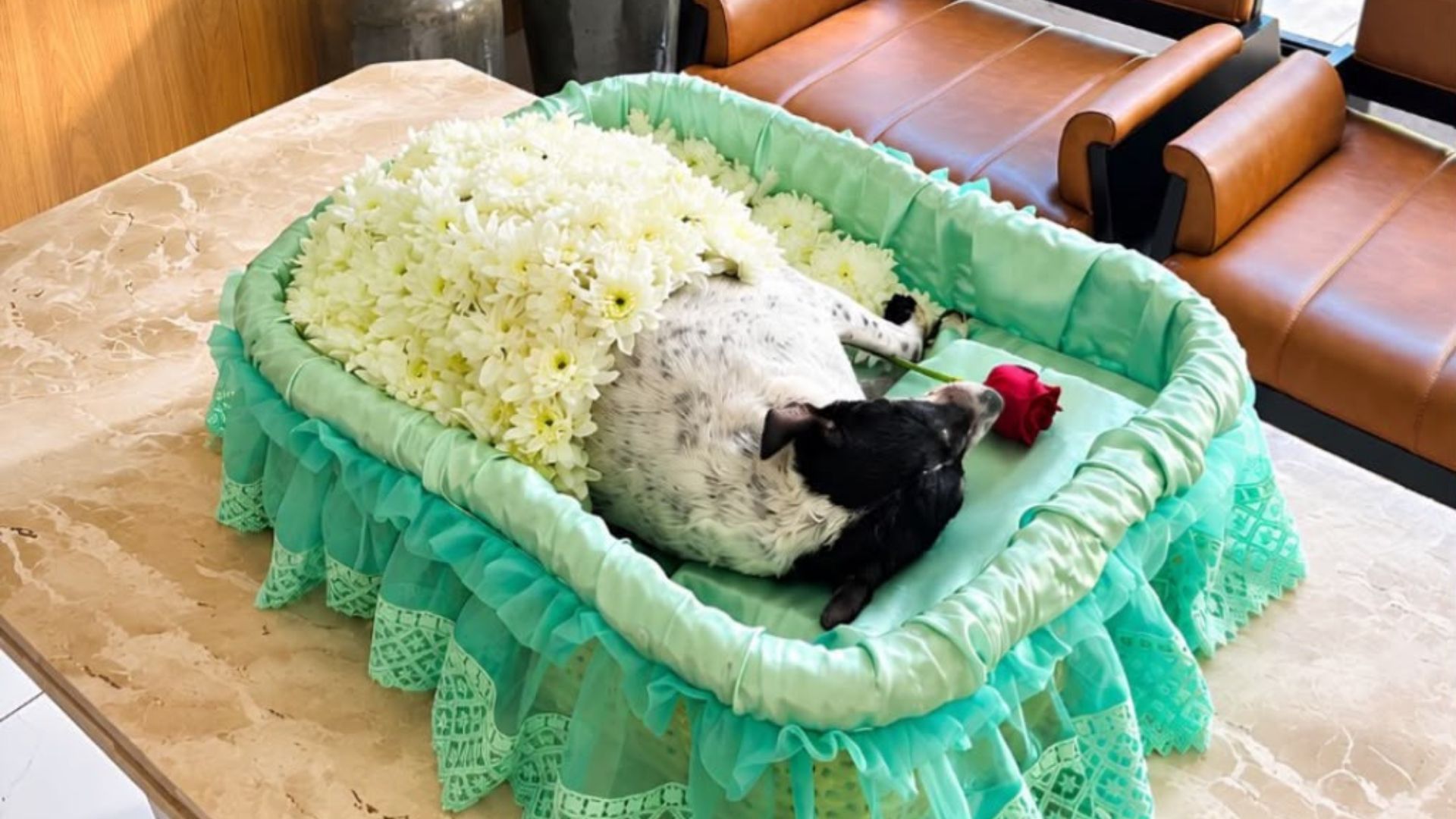 Em despedida marcada por amor, cachorrinha velada ao lado de tutores é cremada em Campo Grande