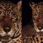 Cruel e brutal: onça passará por tratamento com saliva após ter cara rasgada no Pantanal de MS