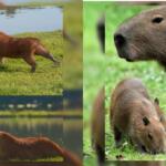 ‘Melhor que muita gente’? 14 de setembro é celebrado o Dia Internacional da Capivara