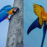 Arara dá ‘workshop’ de escalada em MS e encanta moradores