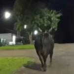 Mulher morre após ser atacada por touro que fugiu de rodeio no interior do Paraná