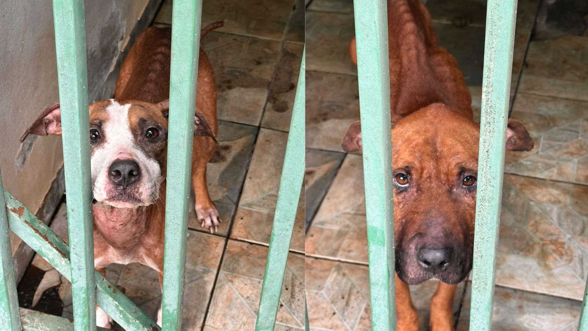 Tutor é preso após manter cadelas em situação extrema de maus-tratos Tutor é preso após manter cadelas em situação extrema de maus-tratos