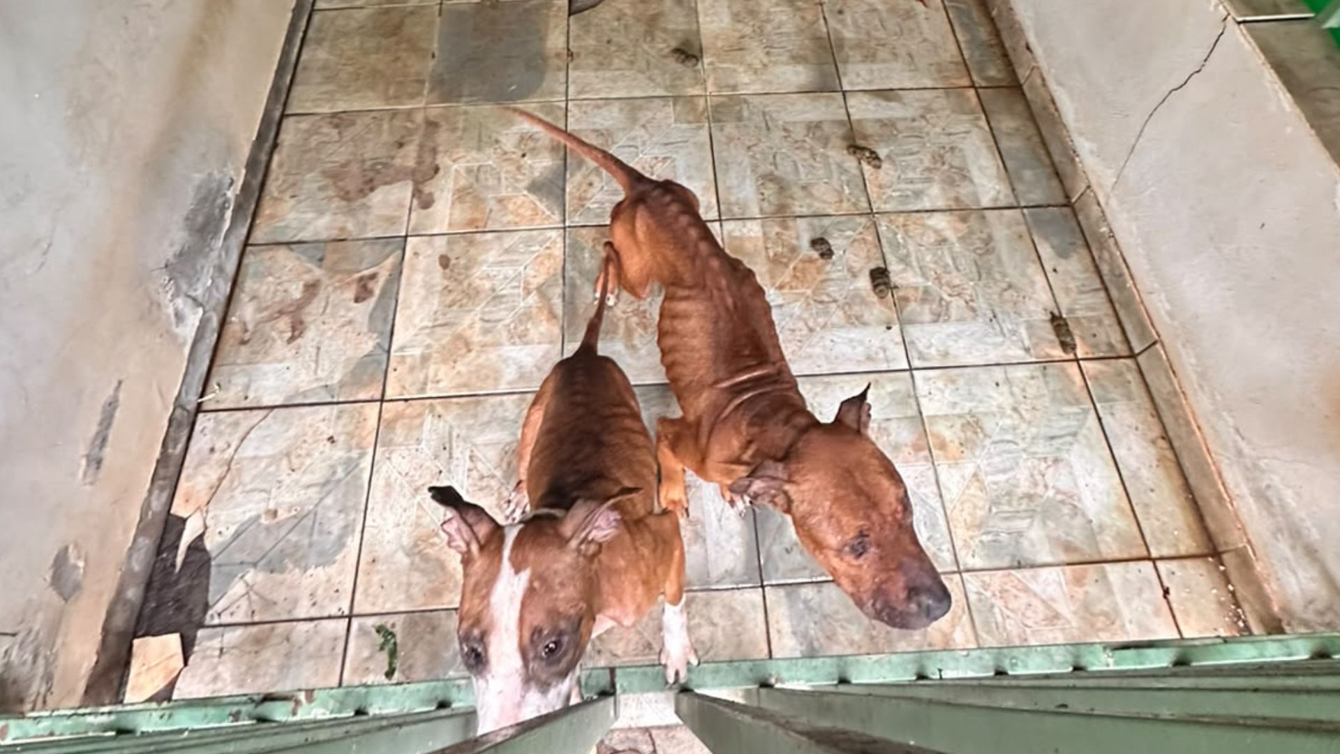 Tutor é preso após manter cadelas em situação extrema de maus-tratos Tutor é preso após manter cadelas em situação extrema de maus-tratos