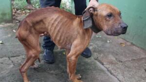 Tutor é preso após manter cadelas em situação extrema de maus-tratos no Tiradentes