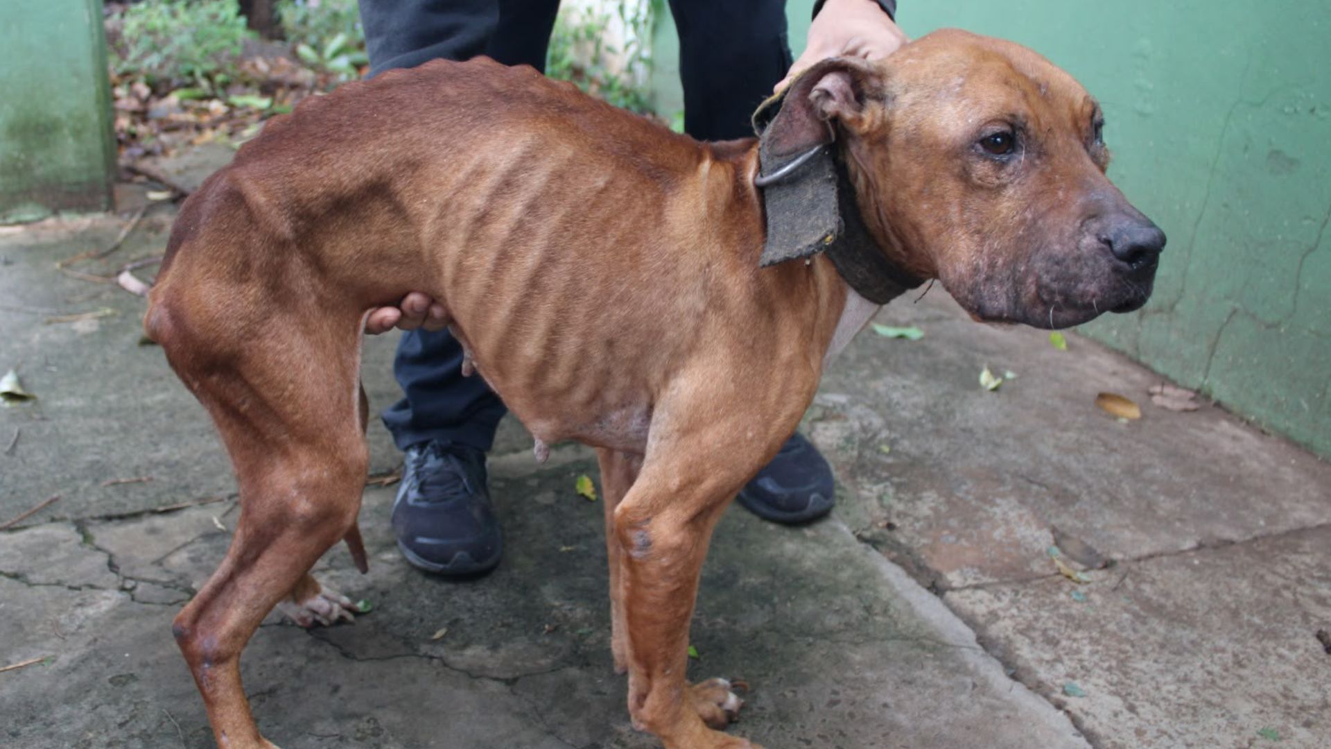 Tutor é preso após manter cadelas em situação extrema de maus-tratos no Tiradentes