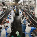 Produção de carnes deve crescer 2% em 2026 e chegar a 34,08 milhões de toneladas