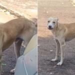 Moradores denunciam tutor por maus-tratos a cachorro no bairro Aero Rancho