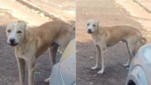 Moradores denunciam tutor por maus-tratos a cachorro no bairro Aero Rancho