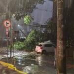 Tempestade derruba árvore e causa tumulto em cruzamento da região central de Campo Grande