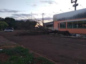 Árvore continua caída quase em cruzamento com a Júlio de Castilho desde temporal