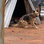 Após caso de cachorrinha filmada sofrendo maus-tratos, tutor é preso durante operação