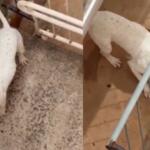 Pit bull invade apartamento e mata cachorra na Vila Sobrinho em Campo Grande