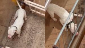 Pit bull invade apartamento e mata cachorra na Vila Sobrinho em Campo Grande