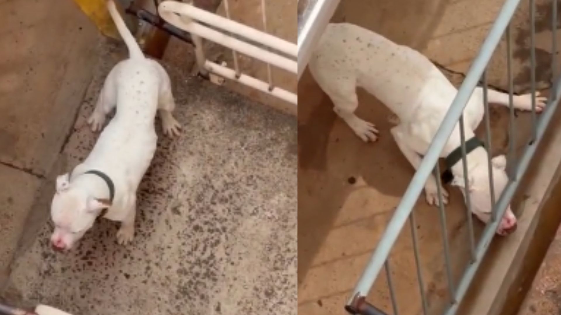 Pit bull invade apartamento e mata cachorra na Vila Sobrinho em Campo Grande