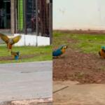 Hora do lanche? Araras-canindés se reúnem no chão para comer em Campo Grande