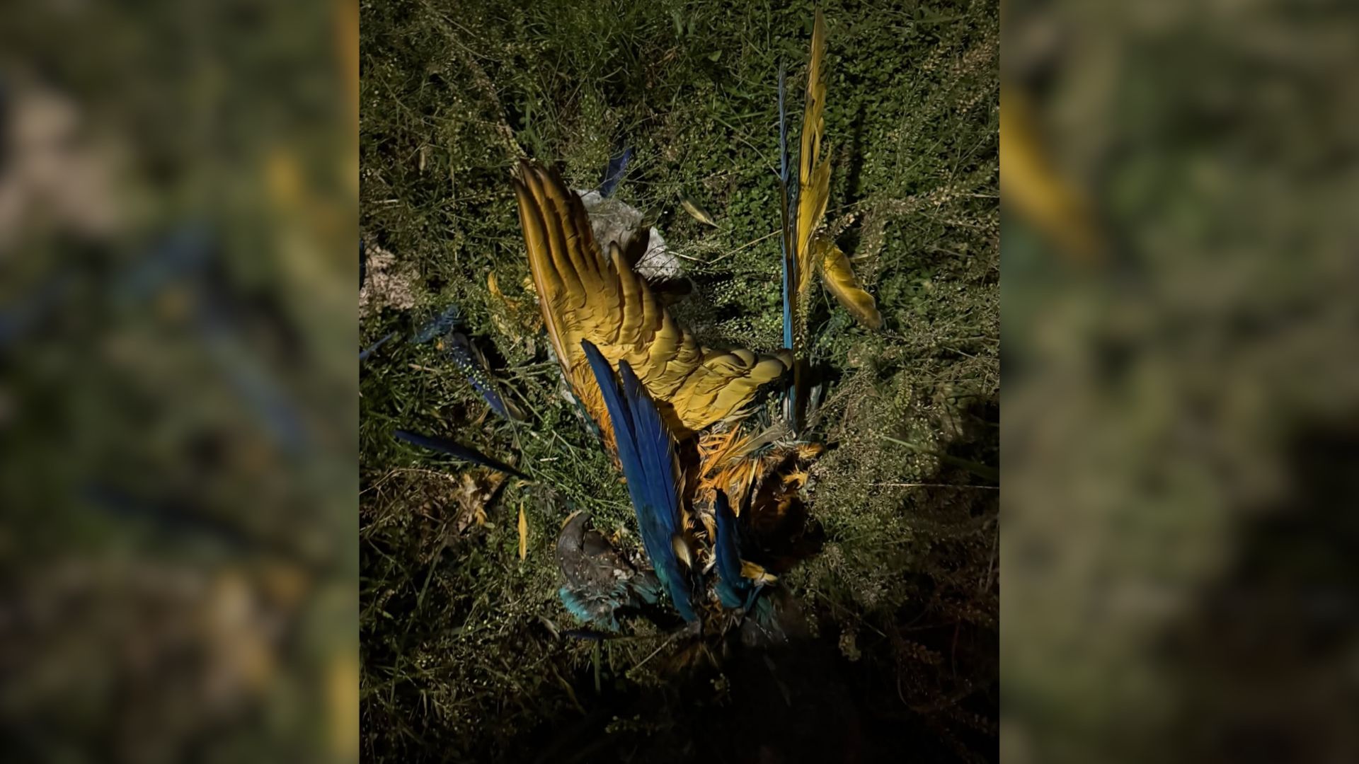 Arara-canindé é encontrada morta no Tiradentes e suspeita é de choque elétrico