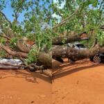 Com ventos de quase 60 km/h, ipê cai sobre dois carros no Parque do Lageado