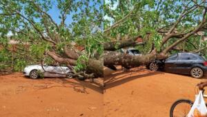 Com ventos de quase 60 km/h, ipê cai sobre dois carros no Parque do Lageado