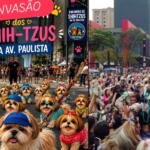 Alerta fofura: Encontro de Shih Tzus reúne mais de mil cães na avenida Paulista