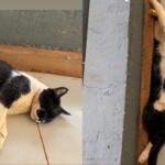 Em meio ao calor de 34°C em Campo Grande, gato ‘capota’ de sono e assusta protetora