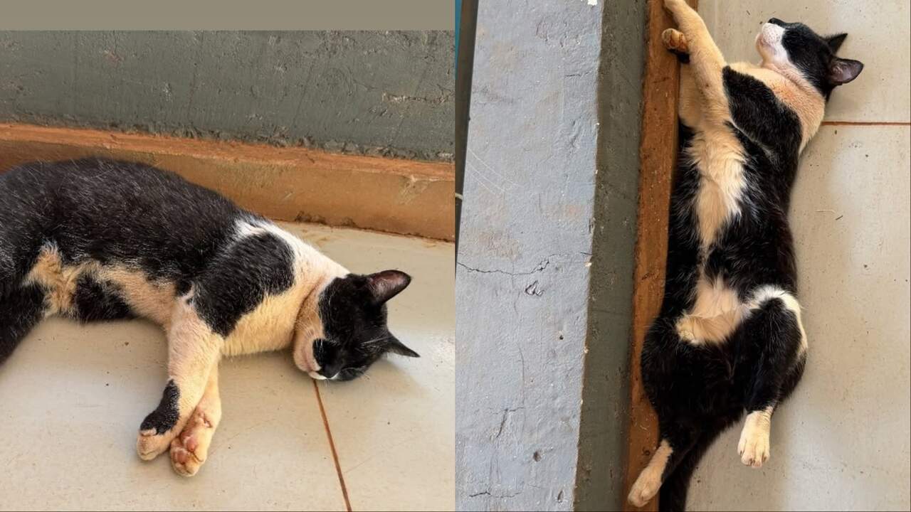 Em meio ao calor de 34°C em Campo Grande, gato ‘capota’ de sono e assusta protetora
