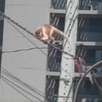 Bugio é resgatado após ser flagrado se equilibrando em fiação no bairro Tiradentes