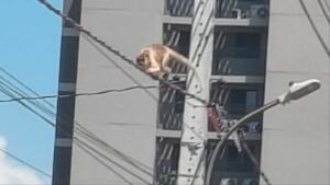 Bugio é resgatado após ser flagrado se equilibrando em fiação no bairro Tiradentes