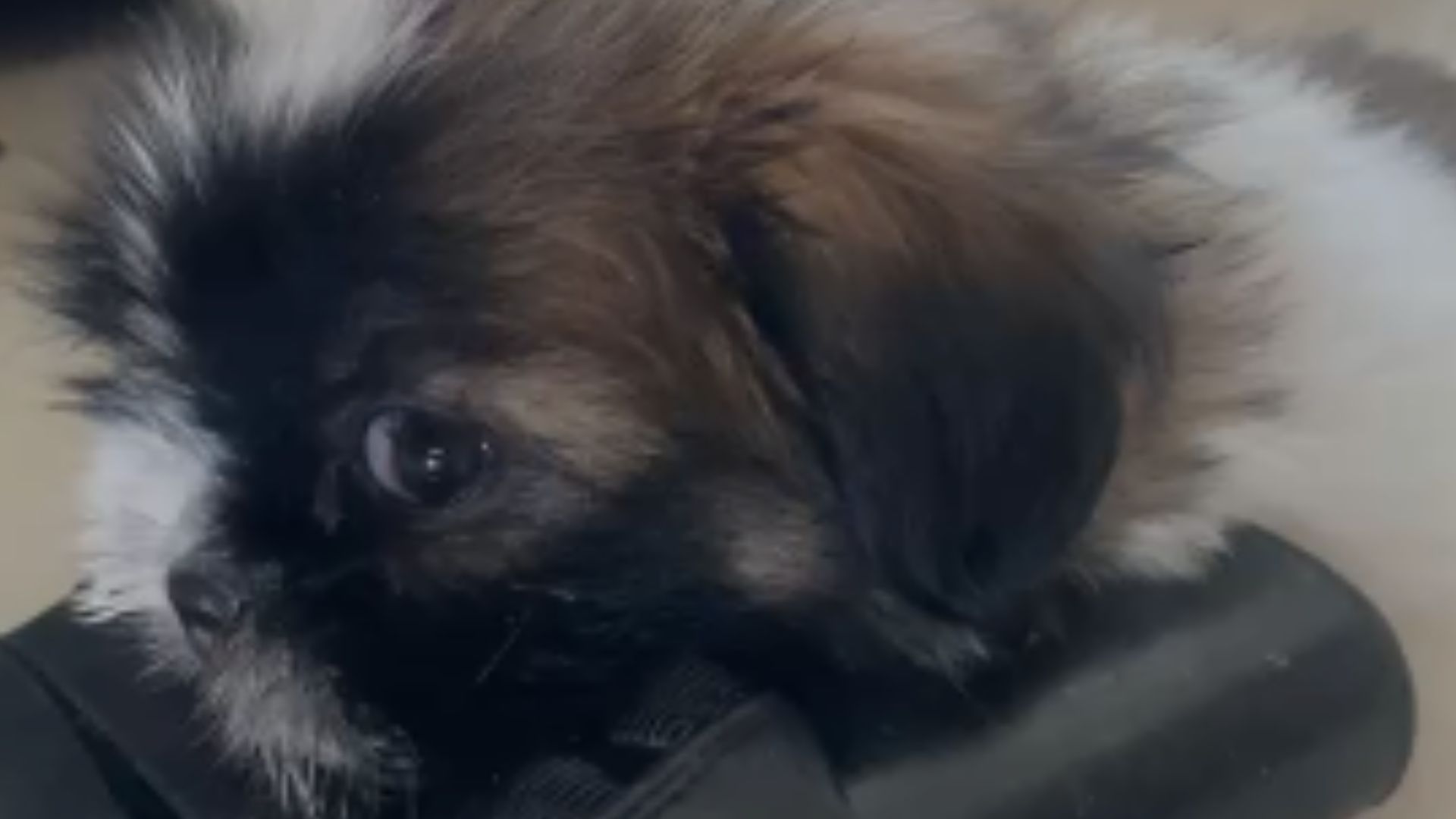 Justiça mantém prisão de mulher que gravou vídeo chutando filhote de shih tzu em Aquidauana
