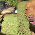 Cadê meu dono? CCZ procura por tutores de cães resgatados nas ruas de Campo Grande