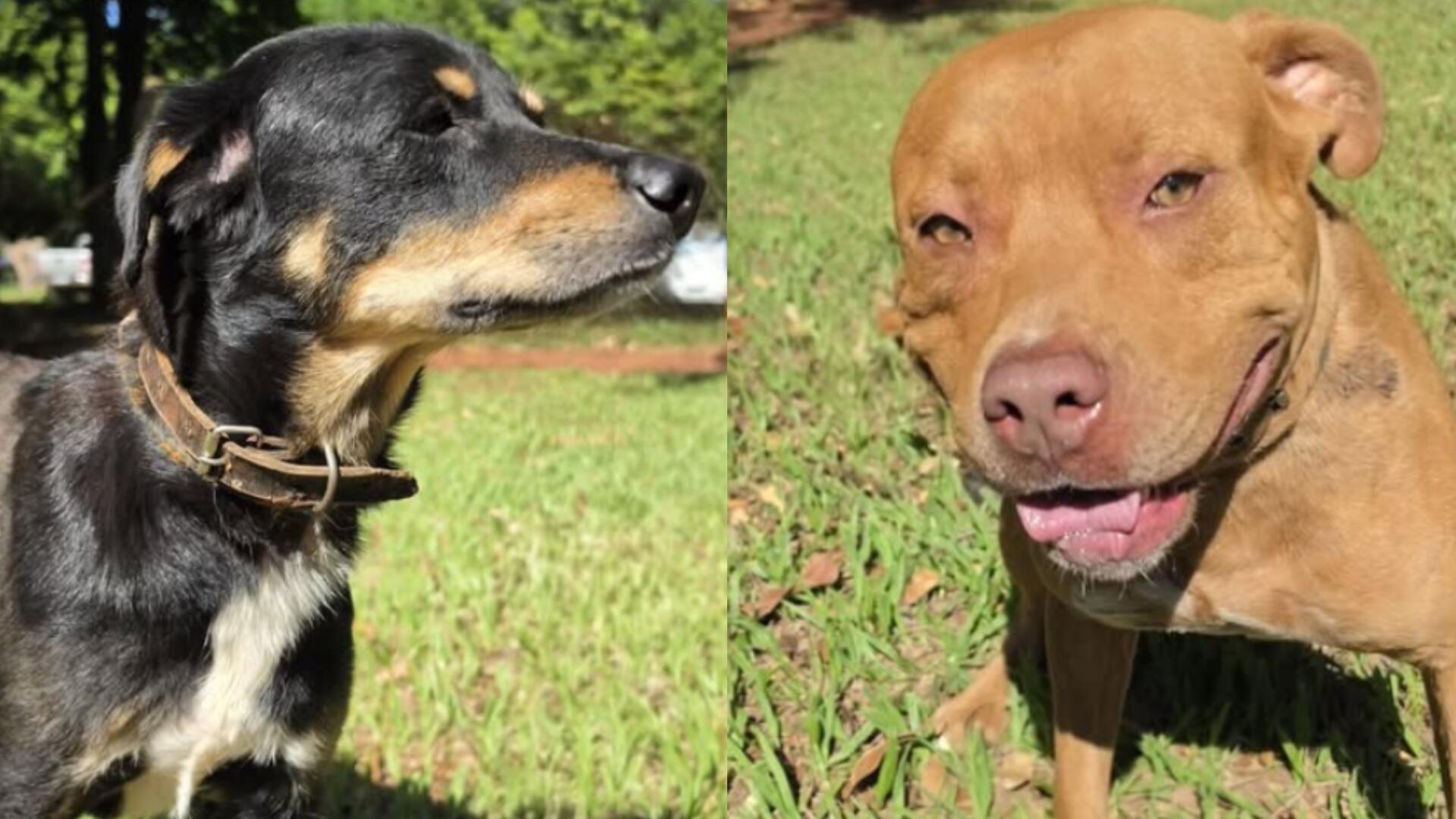 Cadê meu dono? CCZ procura por tutores de cães resgatados nas ruas de Campo Grande