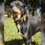 Após sobreviver a atropelamento, cãozinho espera por um lar em Campo Grande