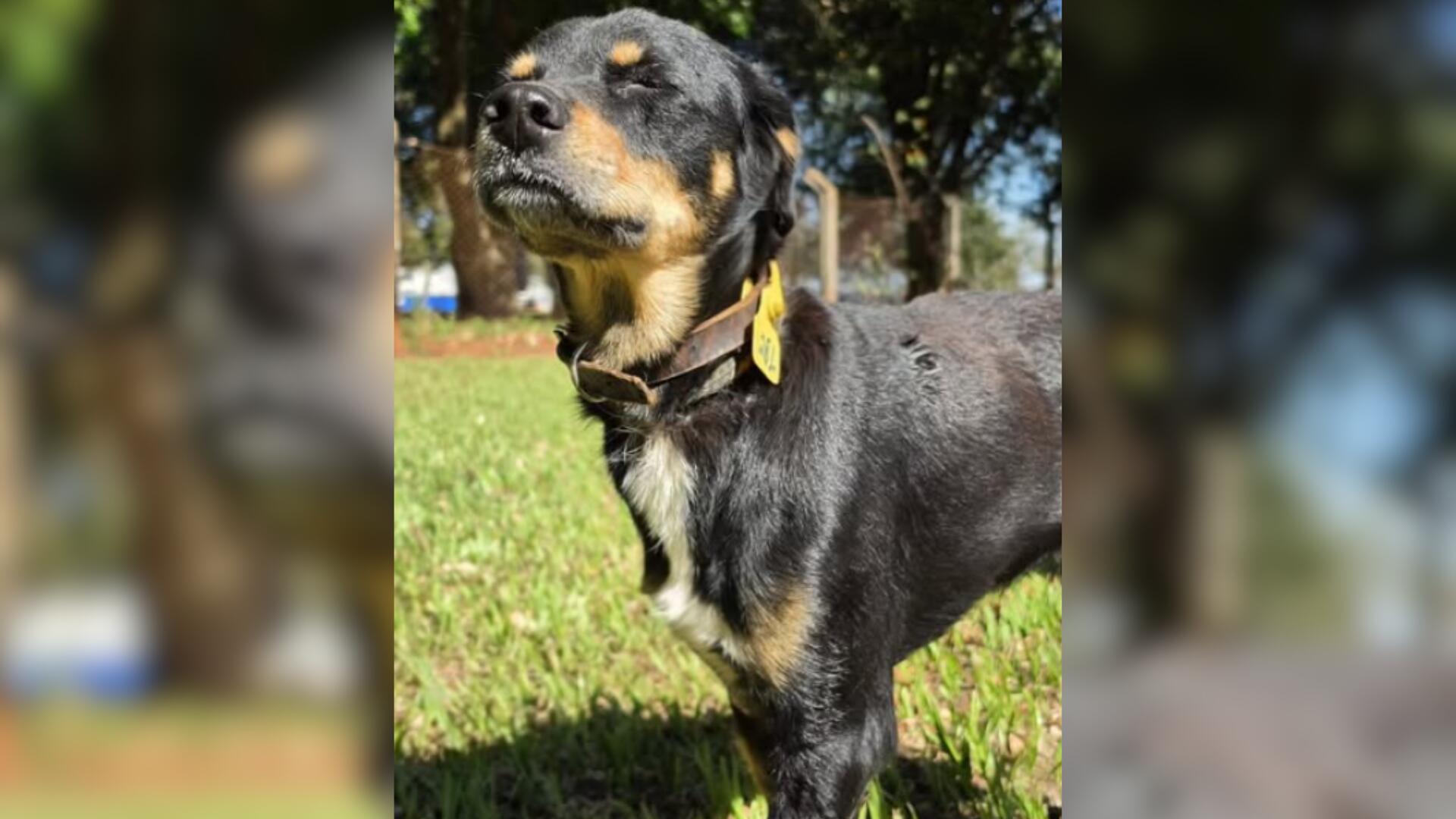 Após sobreviver a atropelamento, cãozinho espera por um lar em Campo Grande