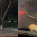 ‘Fuga das capivaras’ para o trânsito na Avenida Afonso Pena em horário de pico