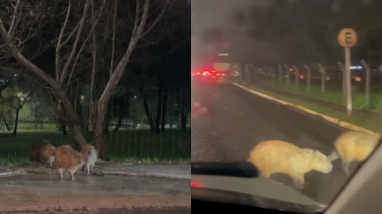 ‘Fuga das capivaras’ para o trânsito na Avenida Afonso Pena em horário de pico
