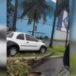 Carro derruba coqueiro em canteiro da Avenida Mato Grosso