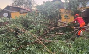 Temporal em Corumbá teve ventos de 87 km/h, destelhamentos de casas e queda de árvores