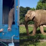 elefante sandro