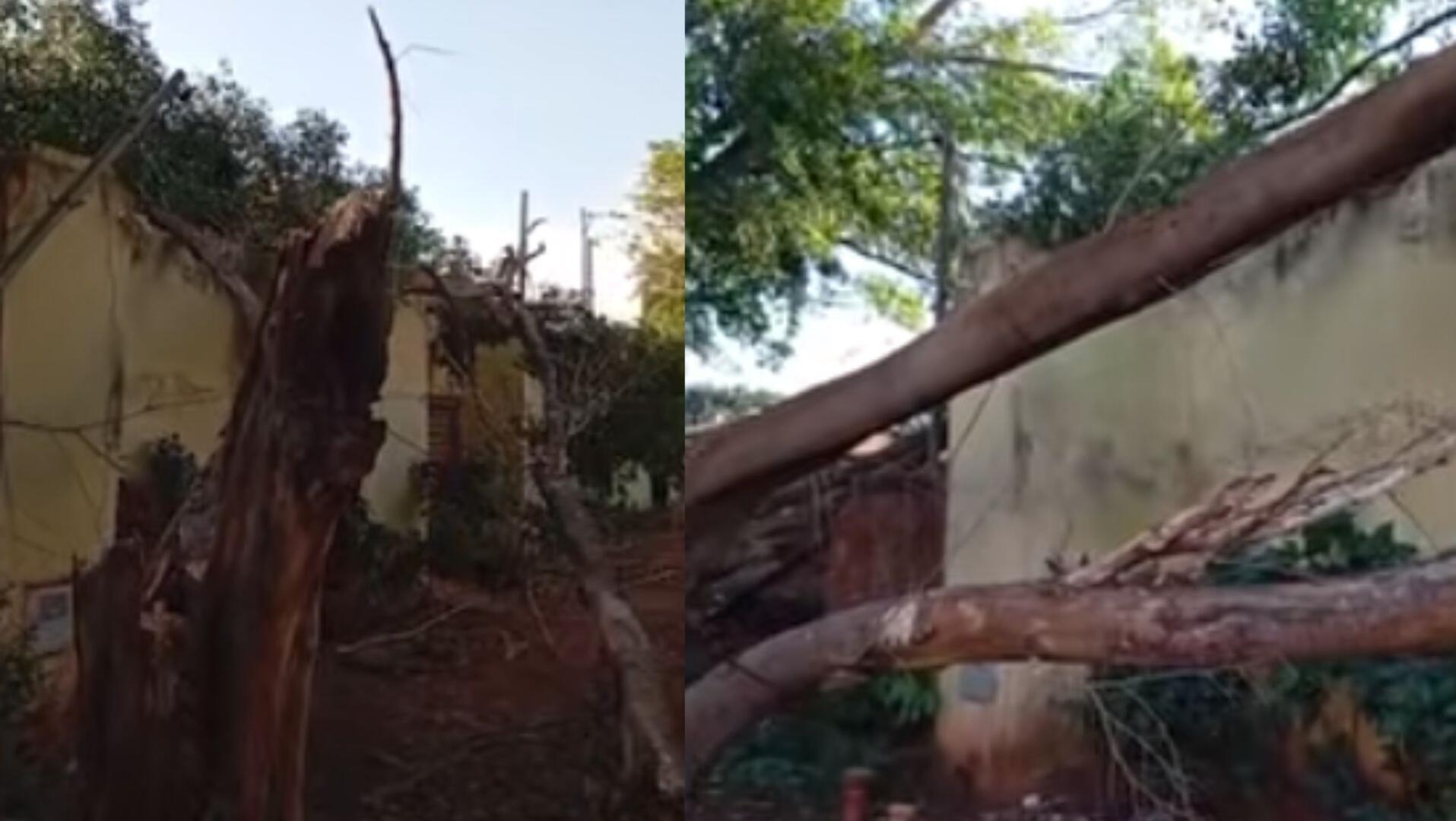 Árvore caiu na Vila Nogueira Árvore caiu na Vila Nogueira