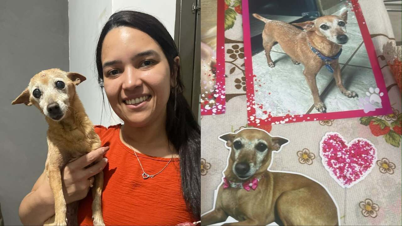 Debutante? De pelinhos brancos, pinscher Fani comemora 15 anos: ‘Companheirinha’