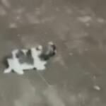 VÍDEO: Mulher é presa após ser flagrada chutando filhote de cachorro em Aquidauana